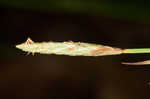 Lined sedge